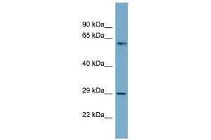 BATF2 antibody used at 0. (BATF2 antibody  (N-Term))