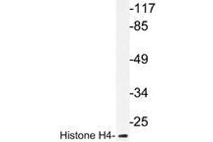 Western blot analysis of Histone H4 antibody in extracts from COS7 cells. (Histone H4 antibody)