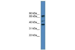 BBS5 antibody used at 0. (BBS5 antibody  (N-Term))