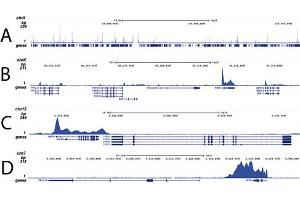 Chromatin Immunoprecipitation (ChIP) image for anti-RNA Polymerase II Subunit RPB1 (POLR2A) (pSer5) antibody (ABIN6655367)