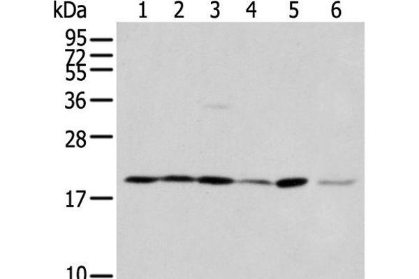 EEF1E1 antibody