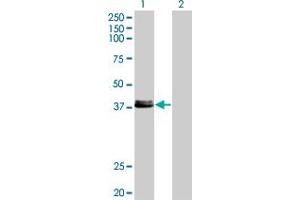 Western Blot analysis of CREB1 expression in transfected 293T cell line by CREB1 monoclonal antibody (M08), clone 2B2. (CREB1 antibody  (AA 14-101))