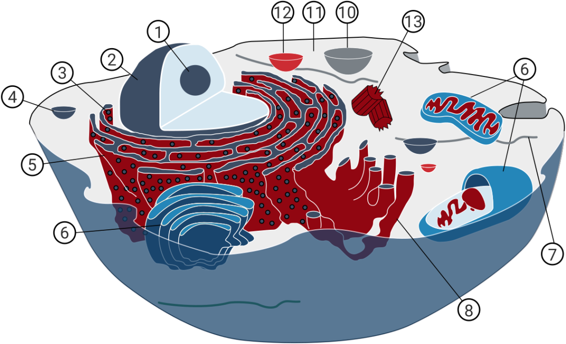 Subcellular Markers