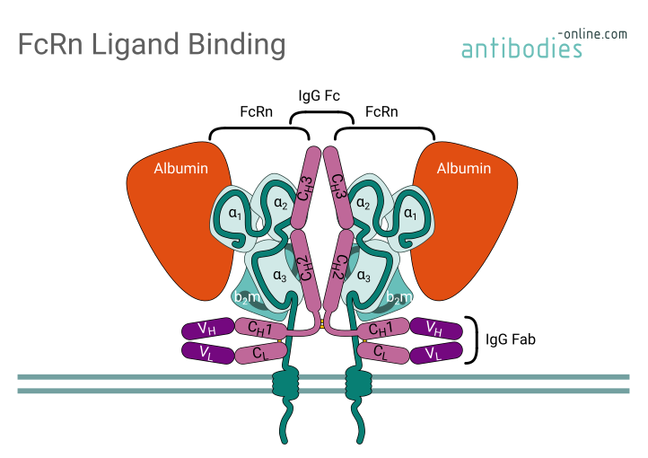 Albumin and IgG binding to FcRn-β2m - antibodies-online.com